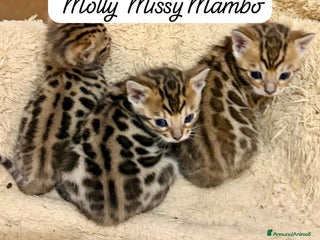 Bengala gatti gatto bengala - Annuncio 27