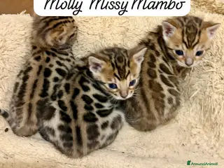 Bengala gatti gatto bengala - Annuncio 17