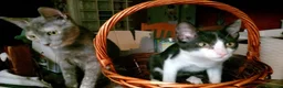 Europeo gatti in regalo: FELIX, adorabile micino in adozione  - Annuncio 6