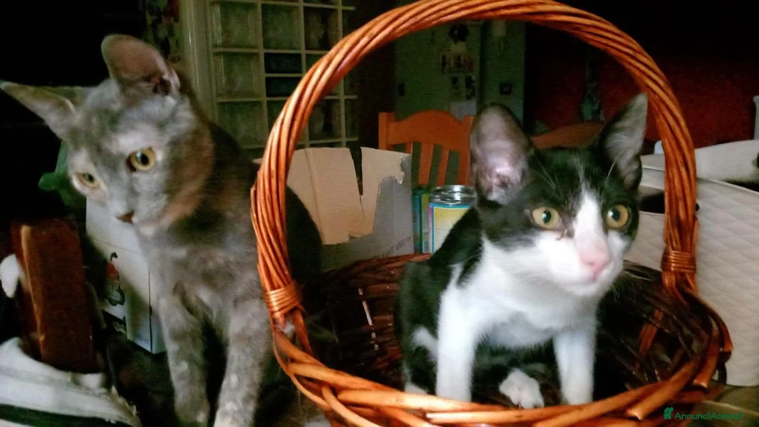 Europeo gatti in regalo: FELIX, adorabile micino in adozione  - Annuncio 6
