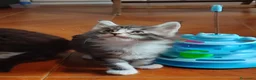 Maine Coon gatti in vendita: Meravigliosi gattini Maine Coon - Annuncio 8