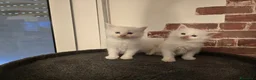 Maine Coon gatti in vendita: Cuccioli Maine Coon linea Russa a Ente di decentramento regionale di Udine - Annuncio 6
