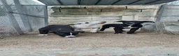 American Staffordshire cani in vendita: Cuccioli Amstaff 250 con pedigree  a Città Metropolitana di Bari - Annuncio 5