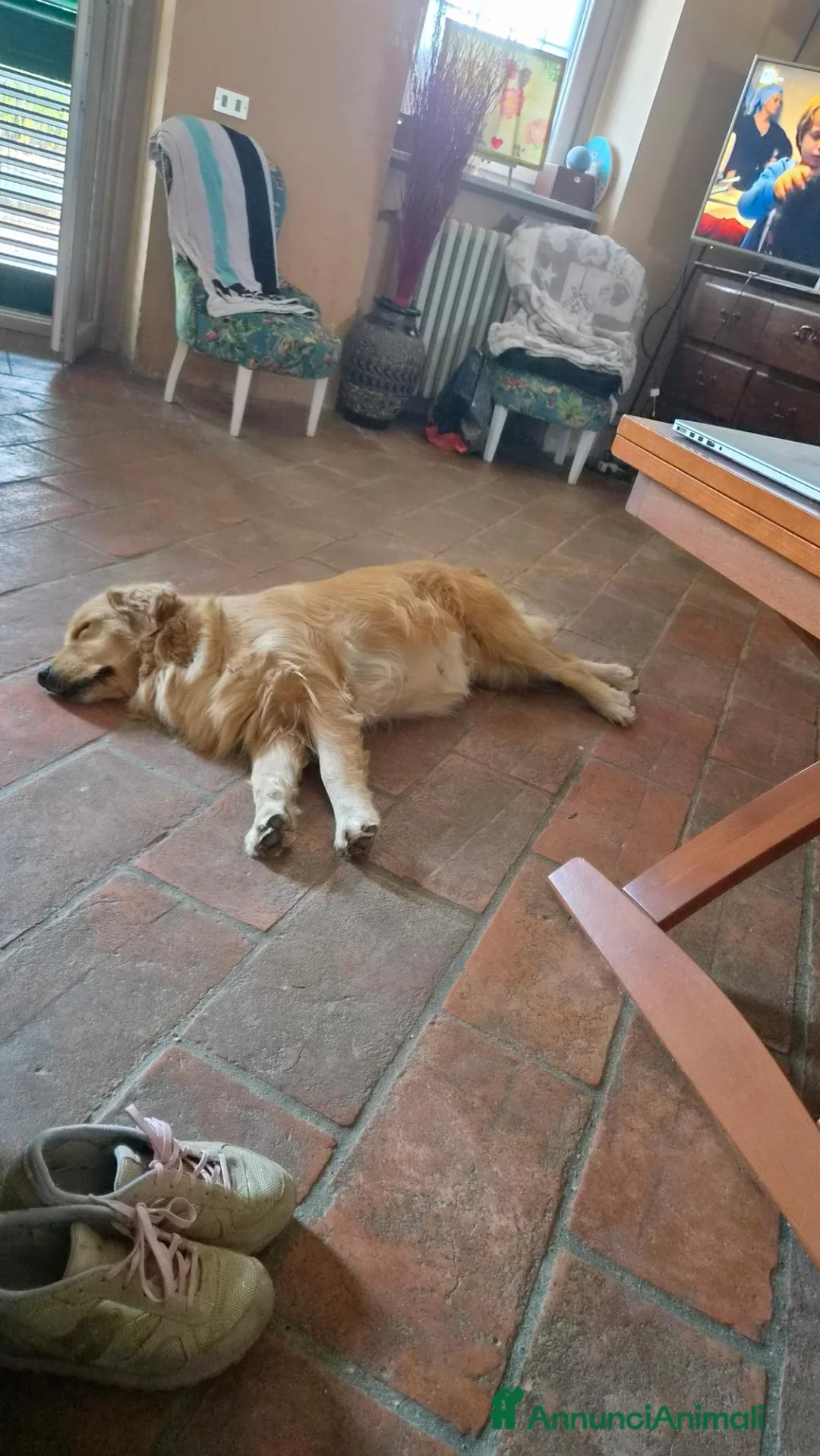 Golden Retriever cani in vendita: Ultima cucciola linea inglese femmina - Annuncio 2