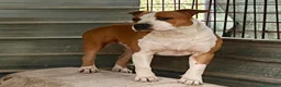 American Staffordshire cani in vendita: amstaff con titolo di giovane campione italiano  a Città metropolitana di Palermo - Annuncio 2