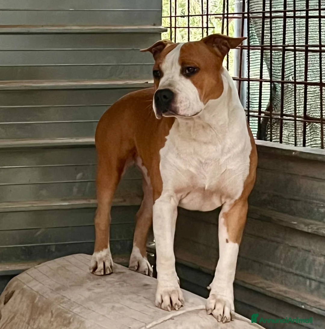 American Staffordshire cani in vendita: amstaff con titolo di giovane campione italiano  a Città metropolitana di Palermo - Annuncio 2