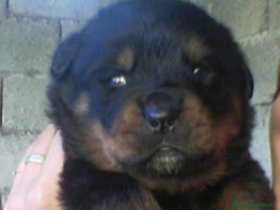 Immagine della galleria {{count}}