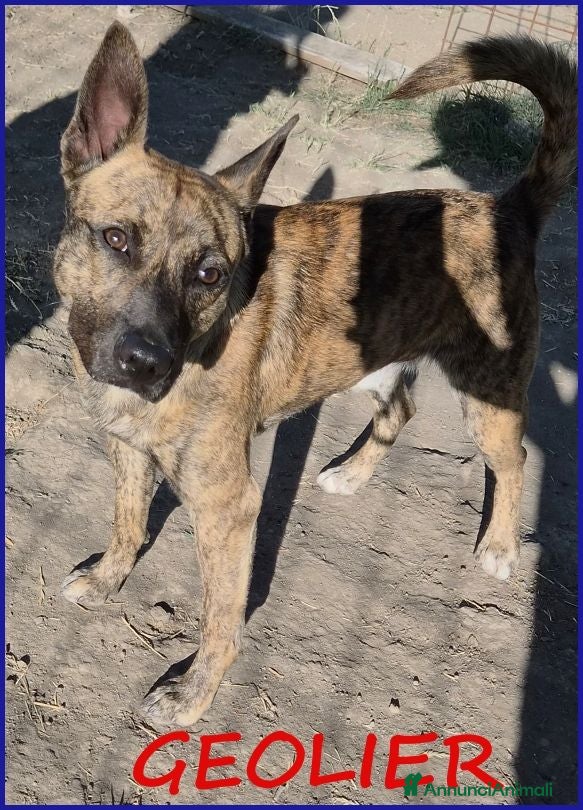 Meticcio cani GEOLIER, CUCCIOLONE 1 ANNO, LEGATO AD UN PALO ASPE - Annuncio 38