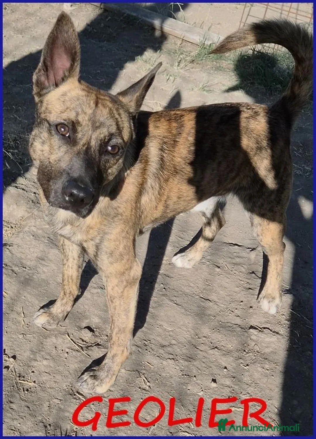 Meticcio cani in regalo: GEOLIER, CUCCIOLONE 1 ANNO, LEGATO AD UN PALO ASPE - Annuncio 1