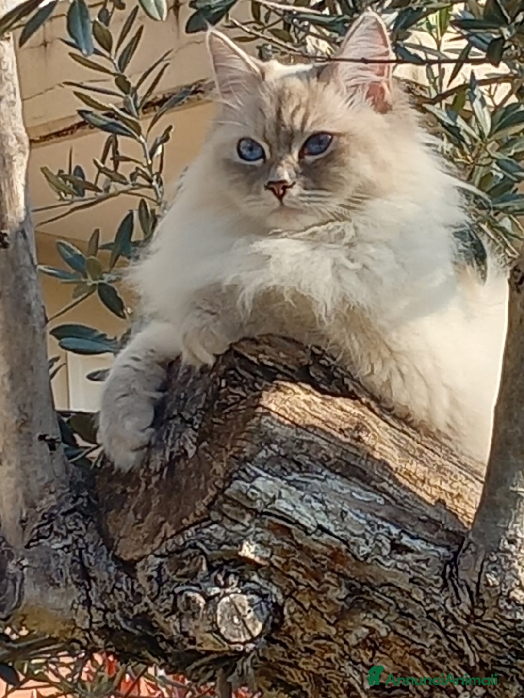 Siberiano gatti in vendita: Cucciolo siberiano neva  a Provincia di Brescia - Immagine 4