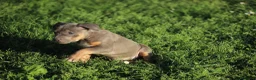 Pitbull cani in vendita: Pit Bull con pedigree anche a rate  - Annuncio 12