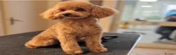 Barboncino Toy cani in vendita: Barboncina toy a Provincia di Lecce - Annuncio 4