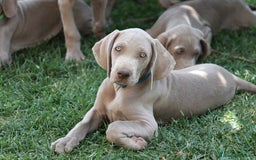 Weimaraner cani in vendita: Mr Blue cerca la sua famiglia perfetta a Provincia di Reggio Emilia - Immagine 6
