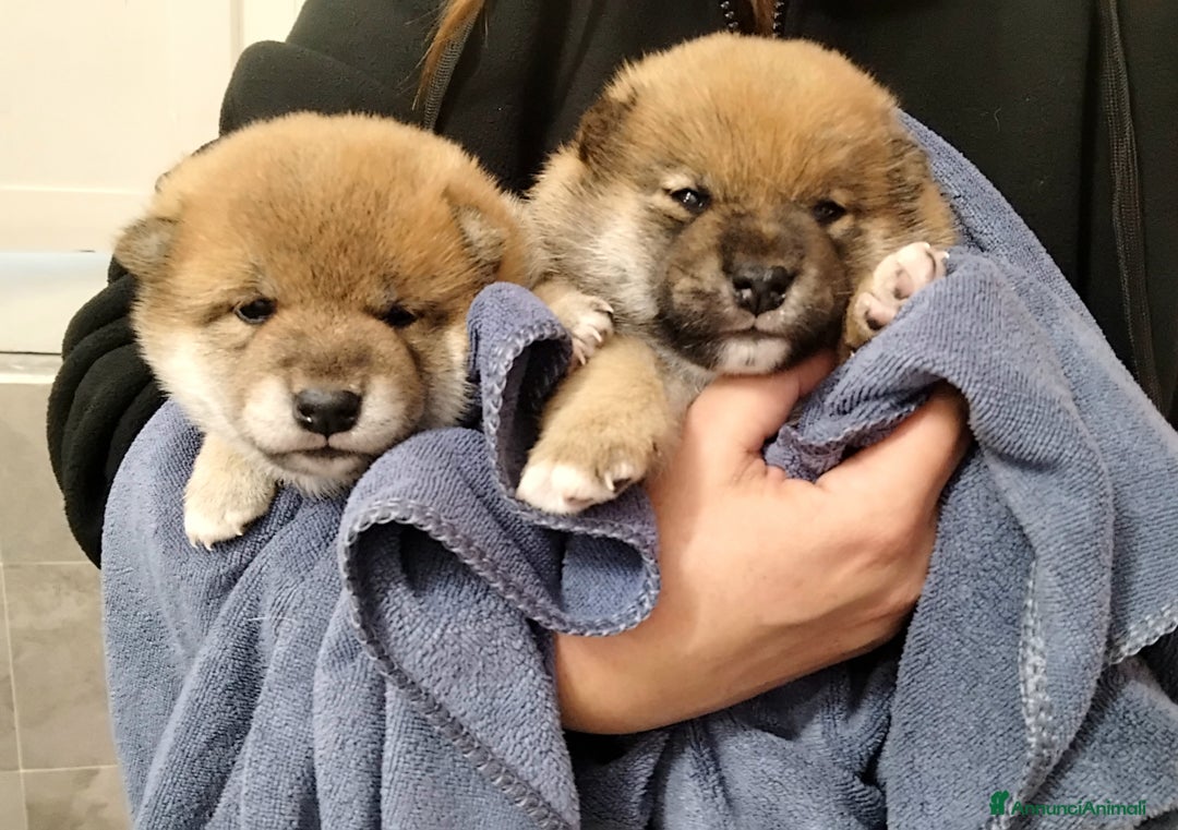 Shiba Inu cani in vendita: SHIBA INU CUCCIOLI  - Annuncio 4