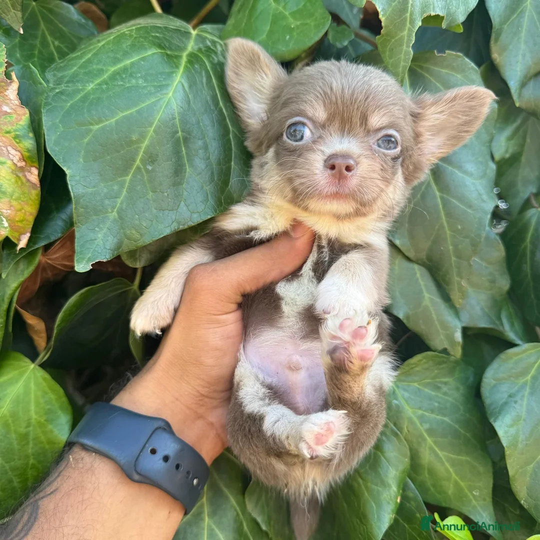 Chihuahua cani in vendita: due maschietti chihuahua pelo lungo pedigree enci  - Annuncio 2