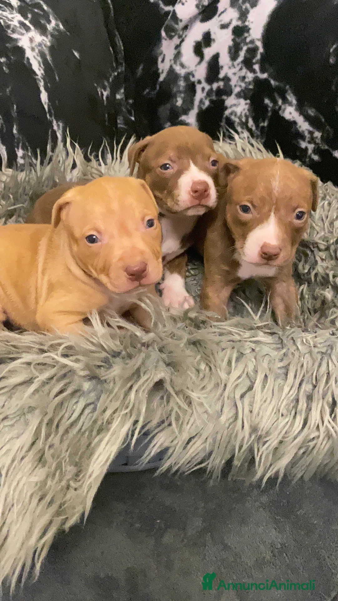 Pitbull cani in vendita: Cuccioli dí American Pitbull UKC  - Annuncio 7