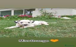 Dalmata cani in vendita: cuccioli dalmata udenti bilaterali a Provincia di Vicenza - Immagine 4