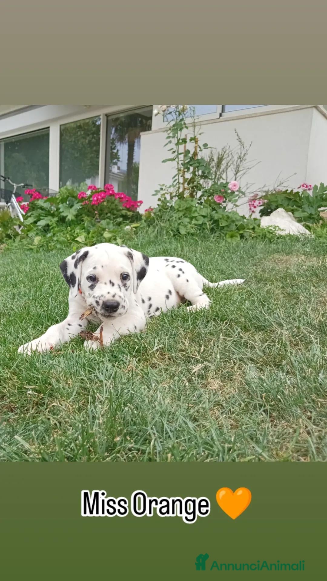 Dalmata cani in vendita: cuccioli dalmata udenti bilaterali a Provincia di Vicenza - Immagine 4