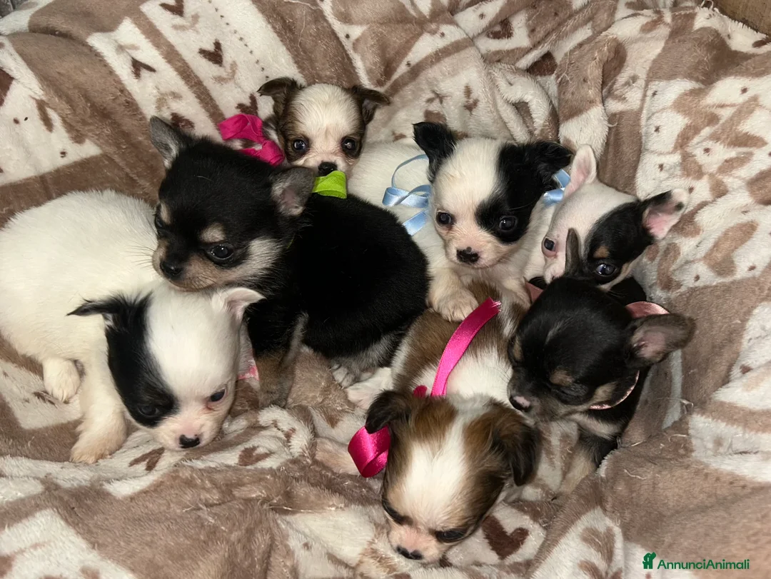 Chihuahua cani in vendita: Chihuahua mini - Annuncio 7