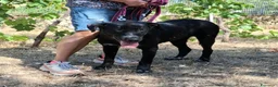 Meticcio cani in regalo: Merdida cerca casa  - Annuncio 5