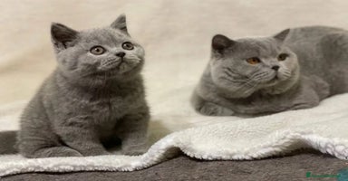 British gatti - Annuncio 7