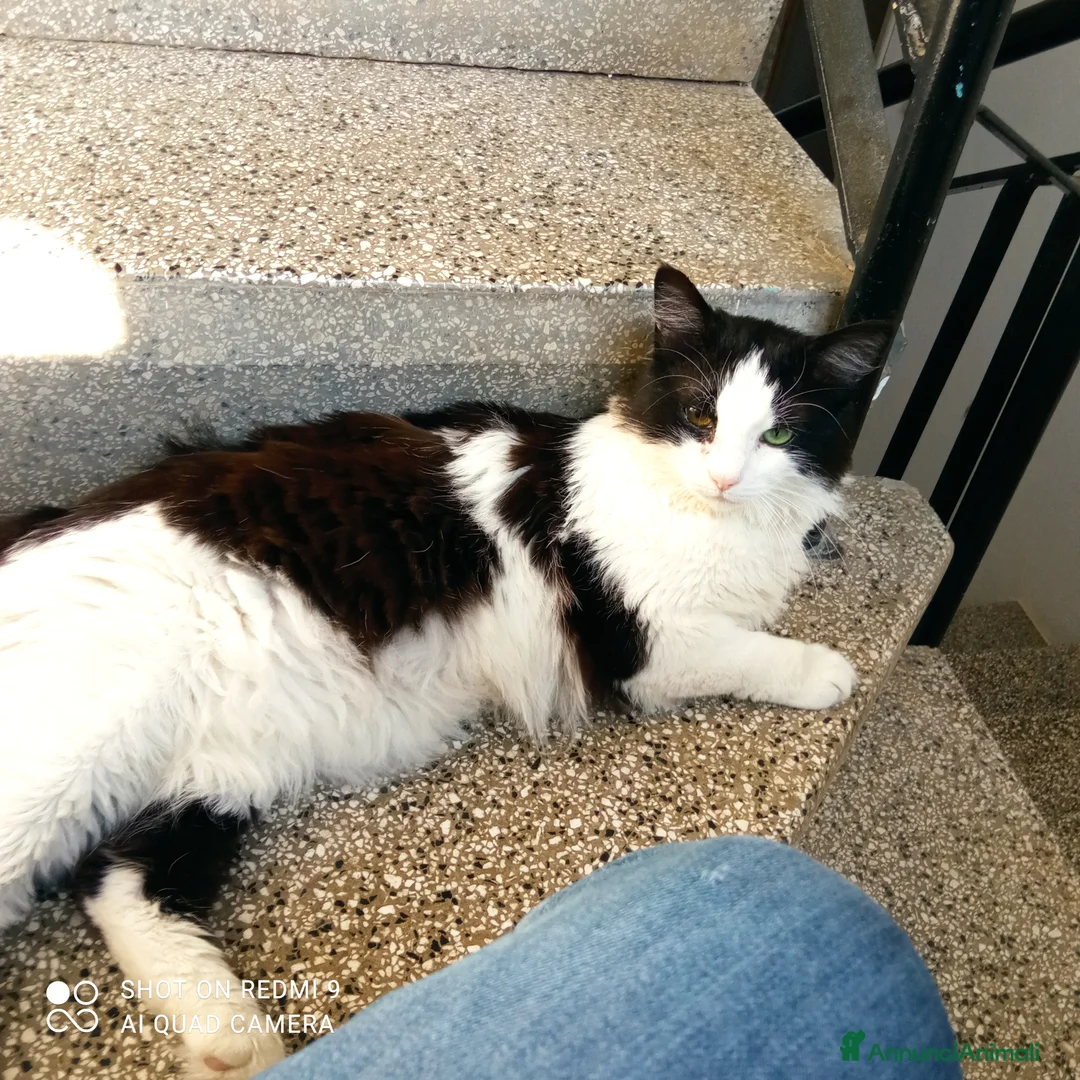 Meticcio gatti in regalo: Tobia cerca casa - Annuncio 1