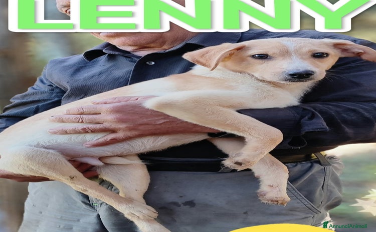 Meticcio cani a Città metropolitana di Milano - Annuncio 14