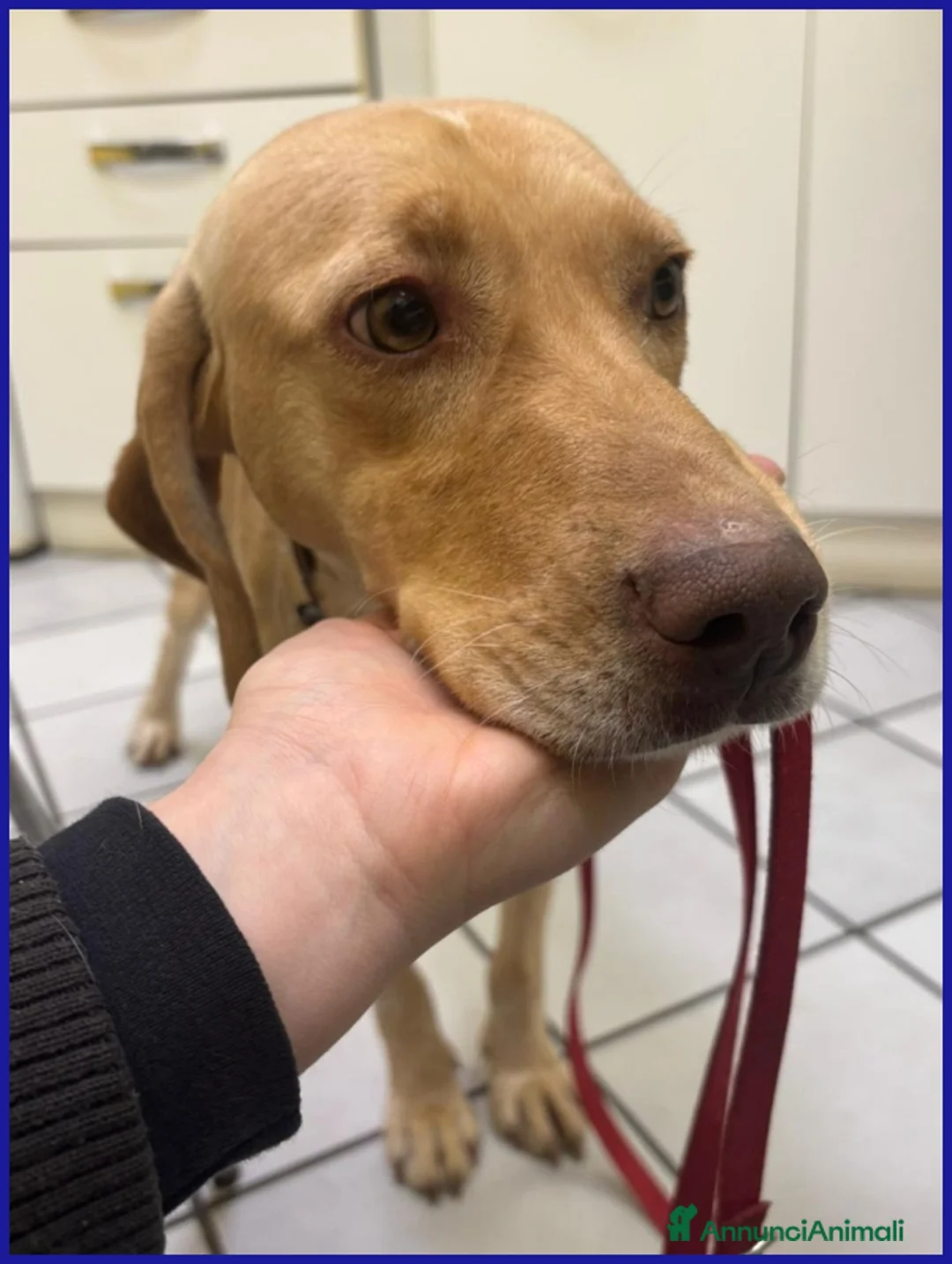 Segugio cani in regalo: BAGIGIO CUCCIOLONE MIX SEGUGIO 9 MESI, BELLO E BUO - Annuncio 7