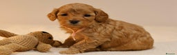 Meticcio cani in vendita: Cuccioli di F1BB Cavapoo Rosso & Crema - Annuncio 17