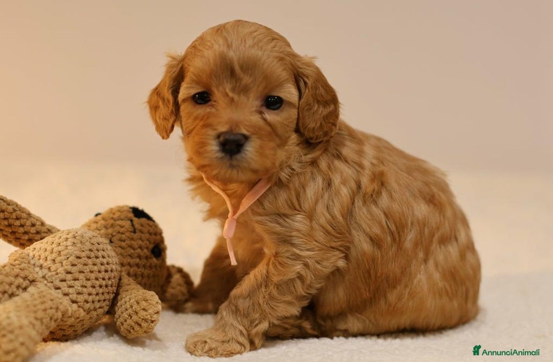 Meticcio cani in vendita: Cuccioli di F1BB Cavapoo Rosso & Crema - Annuncio 17