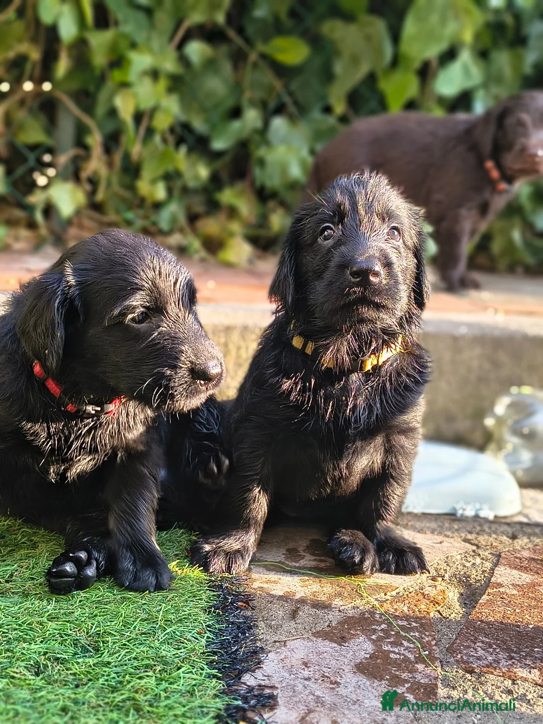Flat Coated cani in vendita: Cuccioli flat coated retriever  - Annuncio 10