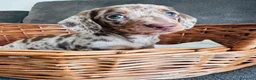 Bassotto cani in vendita: Bassotti toy - Annuncio 1