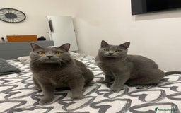 Certosino gatti in vendita: STALLONO GATTO CERTOSINO X MONTA - Immagine 2