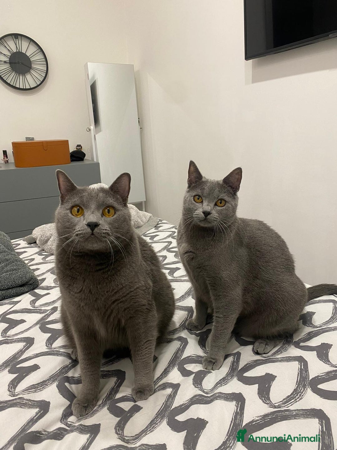 Certosino gatti in vendita: STALLONO GATTO CERTOSINO X MONTA - Immagine 2