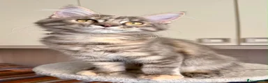 Maine Coon 2