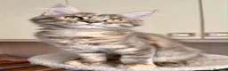 Maine Coon gatti in vendita: Maine coon pedigree maschio e femmina - Annuncio 2