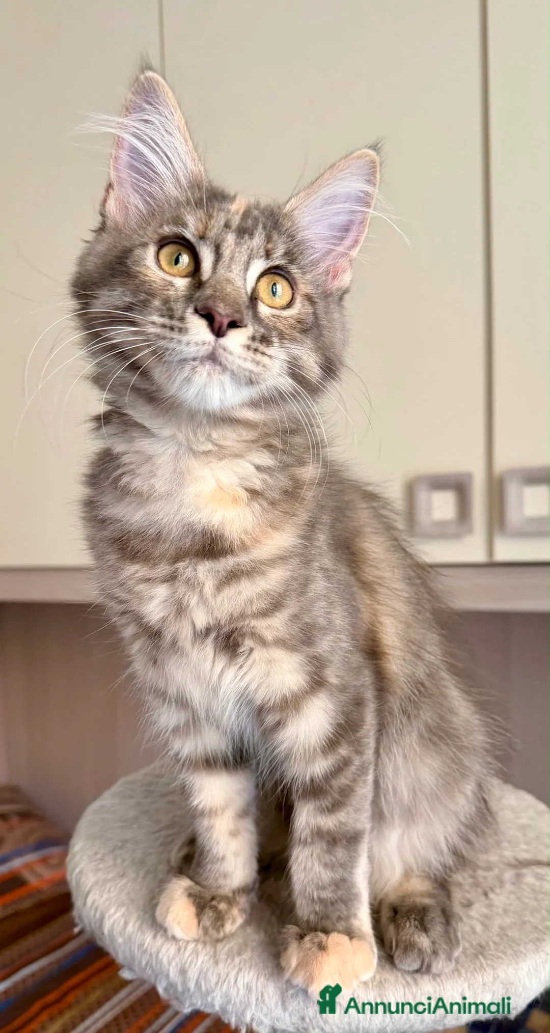 Maine Coon gatti in vendita: Maine coon pedigree maschio e femmina - Annuncio 2