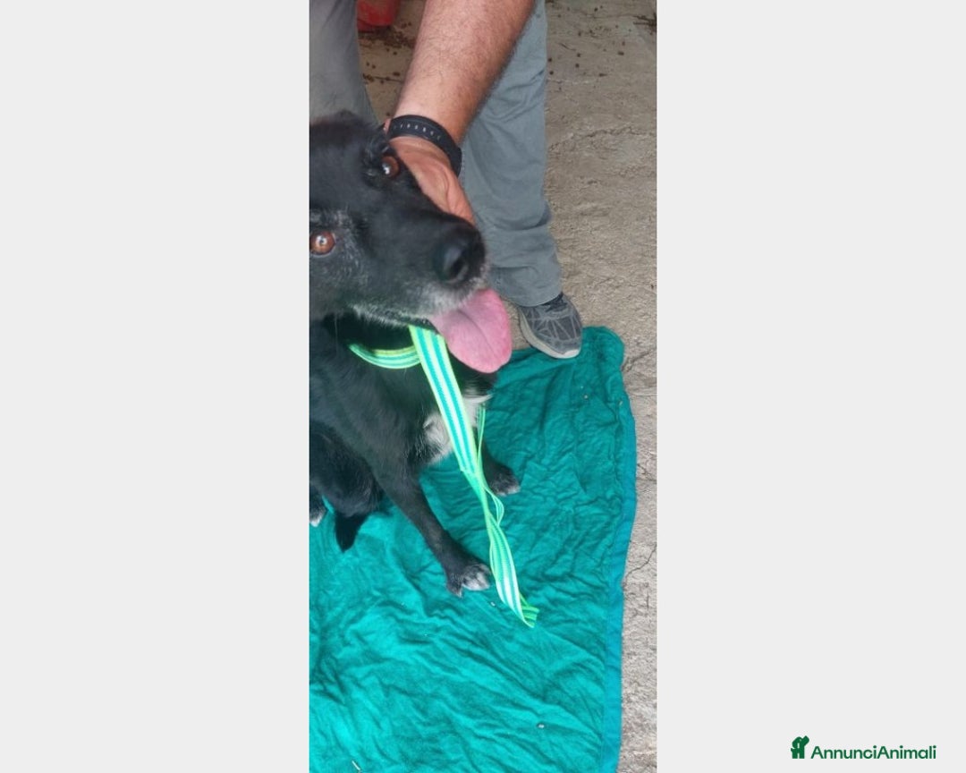 Meticcio cani in regalo: 5anni,kg12,neroVIVEVA SUL TETTO!!SICILIA URGE CASA a Milano - Annuncio 3