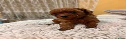 Barboncino Toy cani in vendita: Barboncini Toy di linea asiatica disponibili - Annuncio 4