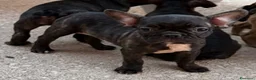 Bulldog Francese cani in vendita: Cuccioli bulldog francese - Annuncio 4