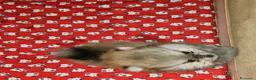 Volpino Pomerania cani in vendita: Spitz tedesco nano ovvero volpino di pomerania  - Annuncio 2