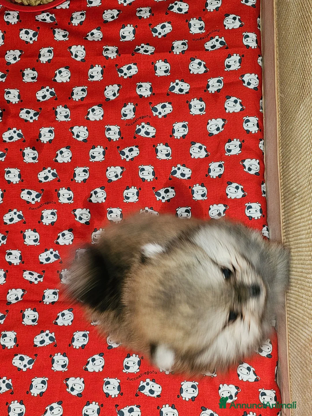 Volpino Pomerania cani in vendita: Spitz tedesco nano ovvero volpino di pomerania  - Annuncio 2