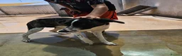 Meticcio cani in regalo: Kinder e Kira: giovani adozione di coppia  - Annuncio 13