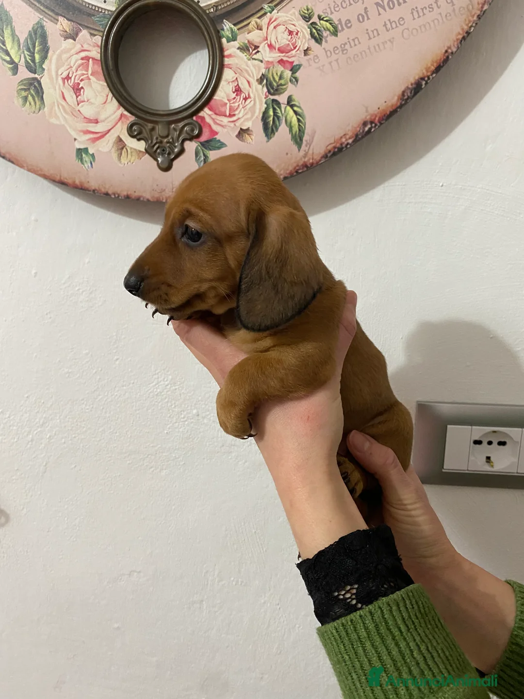 Bassotto cani in vendita: Bassotto nano tedesco - Annuncio 3