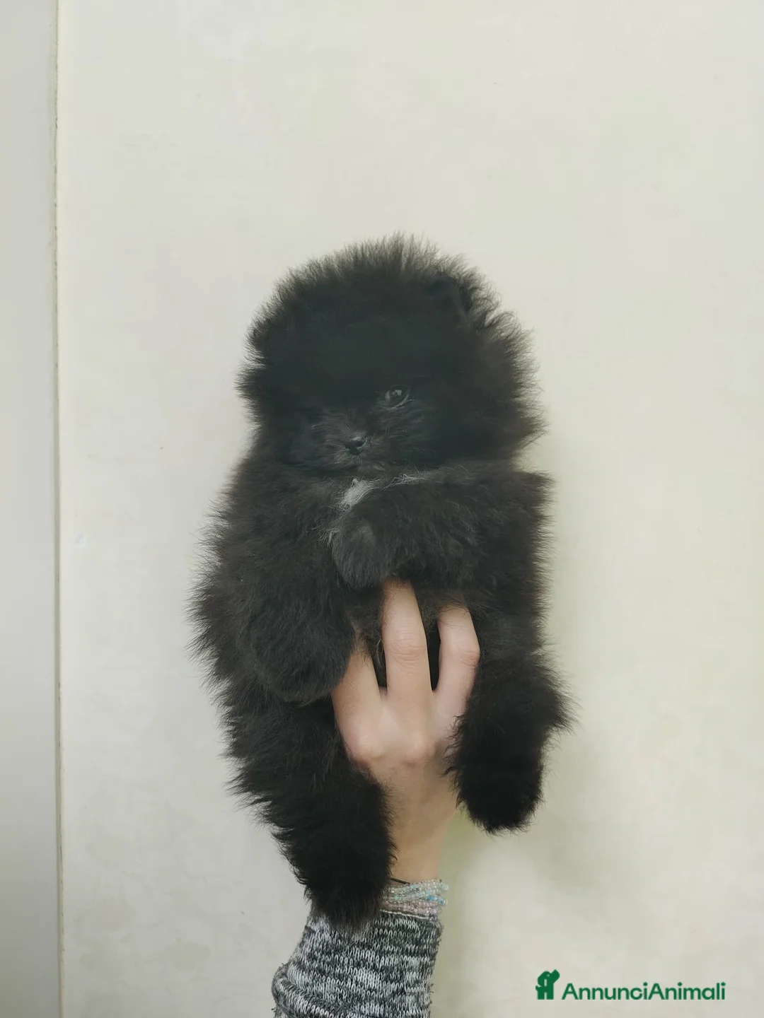 Volpino Pomerania cani in vendita: Pomerania Teddy bear mini - Annuncio 2