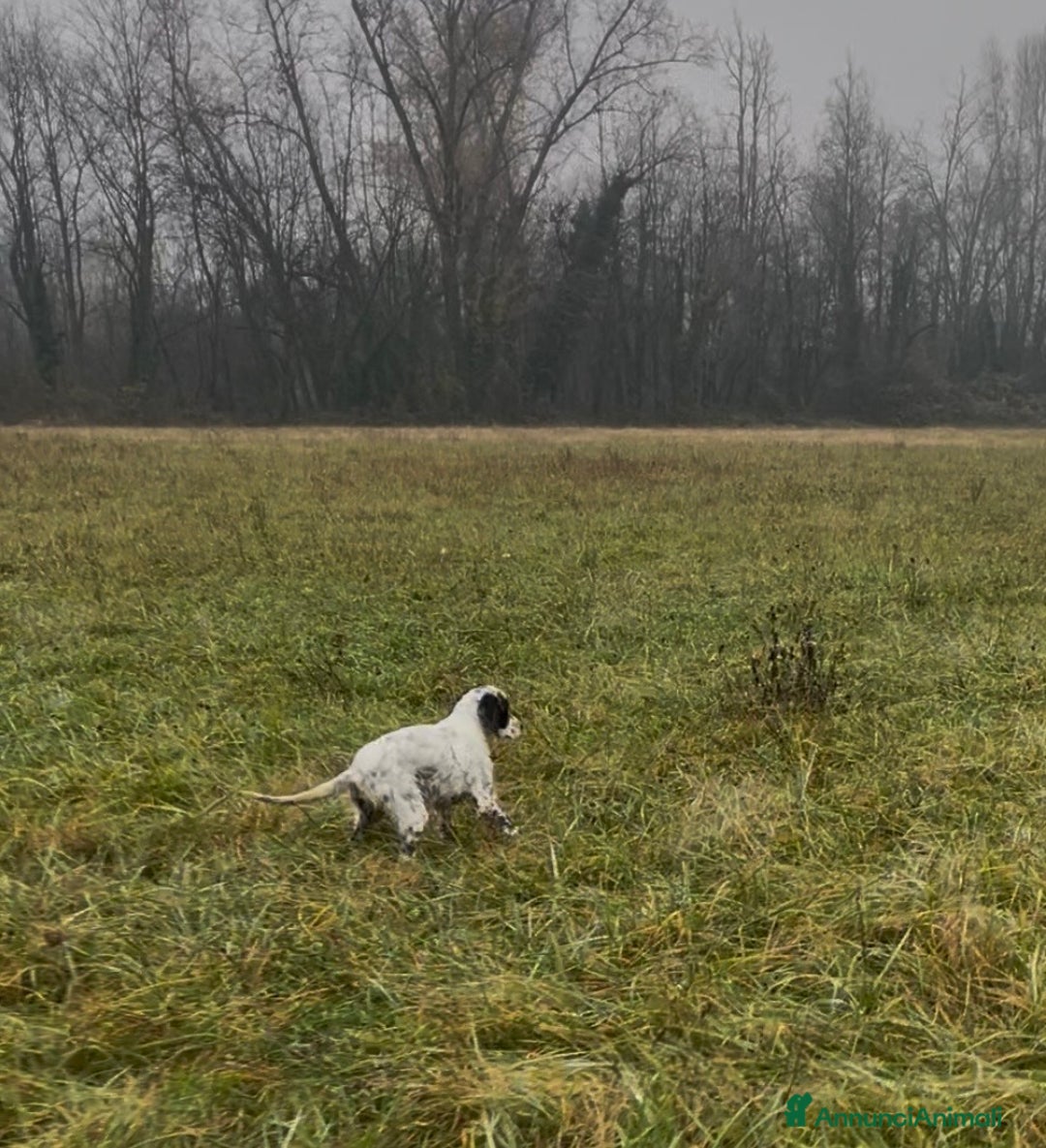 Setter Inglese cani in vendita: Cucciolo di setter inglese  - Annuncio 1
