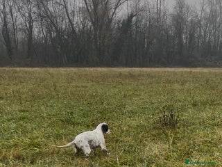 Setter Inglese cani Cucciolo di setter inglese - Annuncio 1