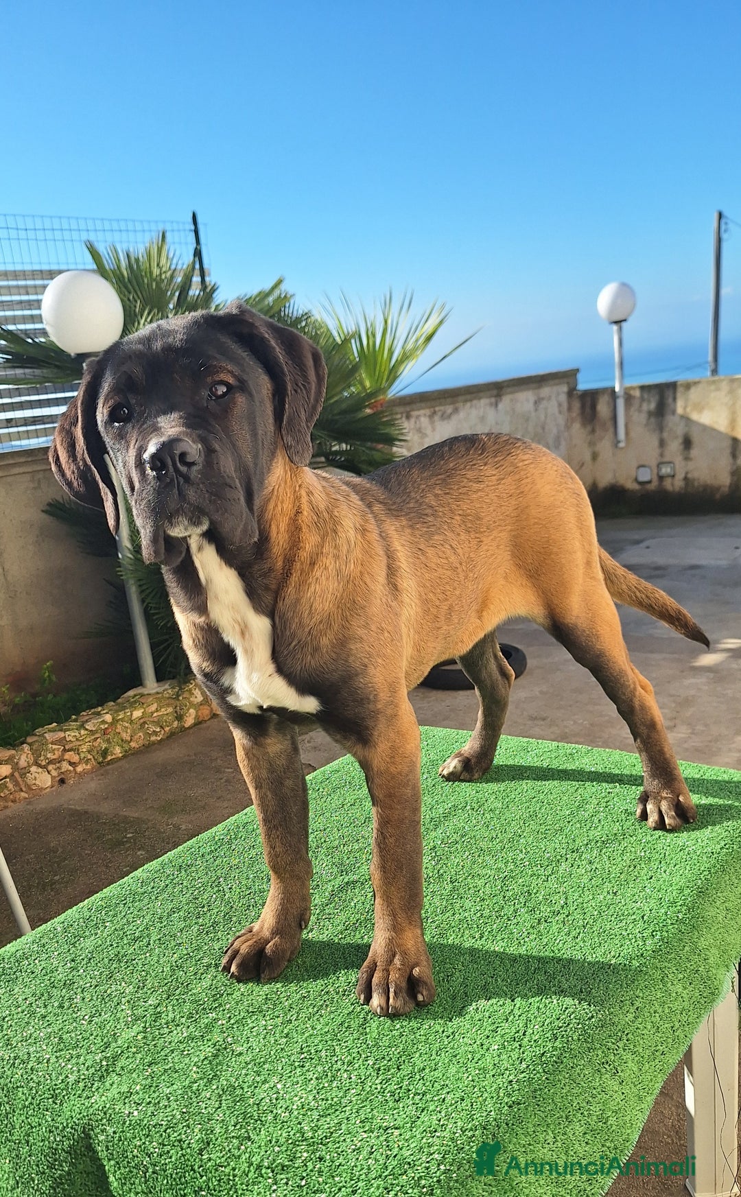 Cane Corso cani in vendita: Cane Corso - Annuncio 12