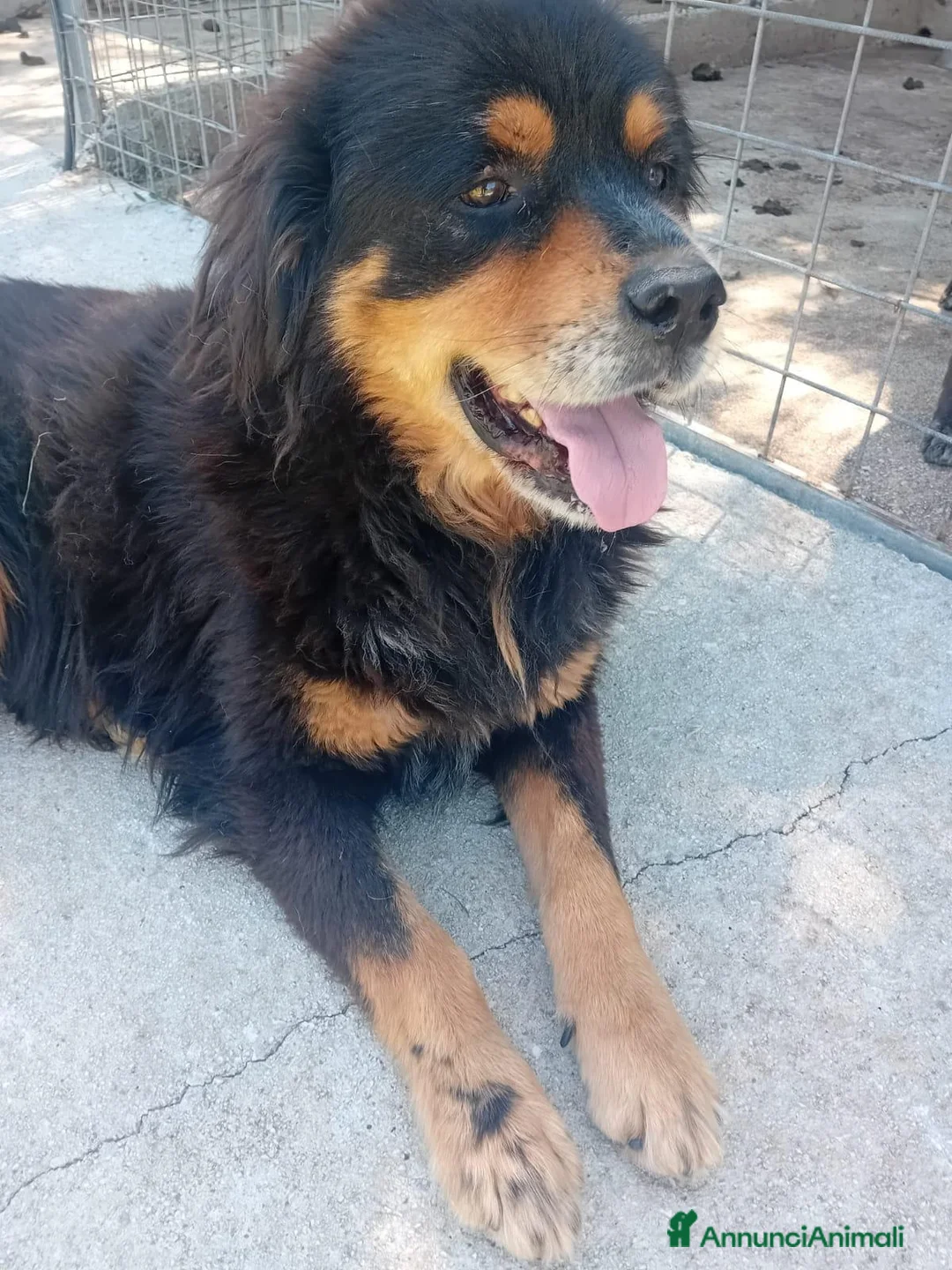 Bovaro del Bernese cani in regalo: Bernardo, dolcissimo bovaro cerca adozione - Annuncio 4