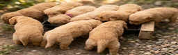 Golden Retriever cani in vendita: Golden Retriever  - Annuncio 1